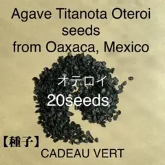 アガベ オテロイFO-076 厳龍種子20粒＋1粒メキシコオアハカ産　発芽確認済のサムネイル