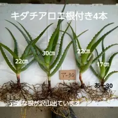キダチアロエ 根付き苗 カット苗 5苗 生薬 メルカリ便 - メルカリ