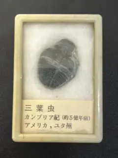 5億3000万年前(カンブリア紀中期) 三葉虫化石 アメリカ ユタ州 - メルカリ