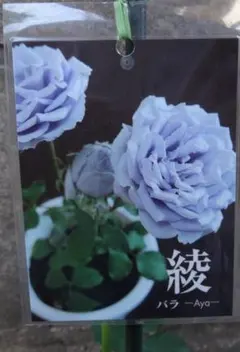 2024春の新苗♡ハルナ♡綾の姉妹品種／バラ苗／芽接ぎ苗／4号ビニール