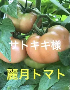 サトキキ様専用