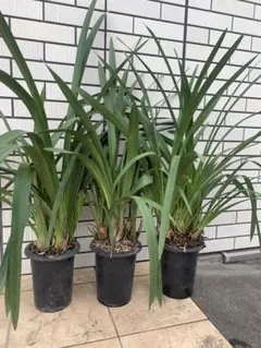 シンビジウム　純恋花　色不明　お得3鉢　メルカリ便のサムネイル