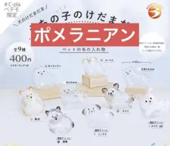 けだまだま 犬 ペテモ ポメラニアン ④