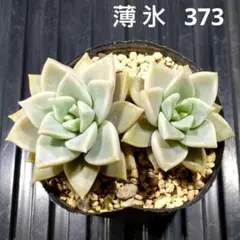 薄氷 2株 373 グラプトベリア 多肉植物 抜き苗