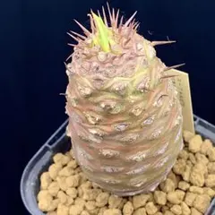 ディッキア dyckia ピンクミリピード 子株 otto アガベ - メルカリ