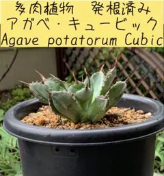 アガベ・ロファンサ(スプレンディダ) （Agave lophantha） 発根済 極上アガベ・ロファンサ(スプレンディダ) Agave lophantha発根済