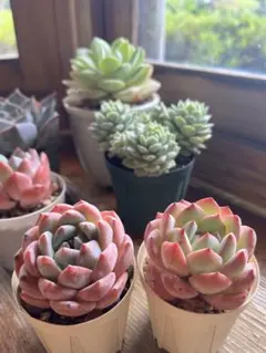 2025年最新】ストロベリーアーモンド 多肉の人気アイテム - メルカリ