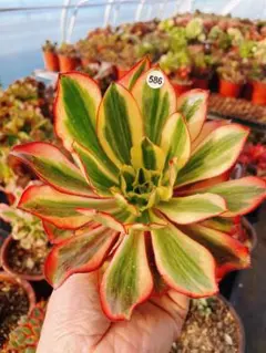 2026年最新】アエオニウム 魅影の人気アイテム - メルカリ