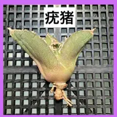 2026年最新】疣猪の人気アイテム - メルカリ