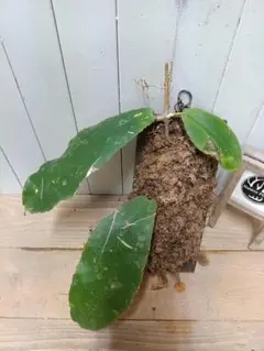 2026年最新】ホヤ ウンデュラータの人気アイテム - メルカリ