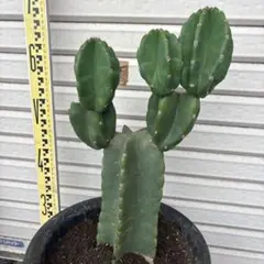 柱サボテン ドライガーデン フェロカクタス サボテン 鬼面角