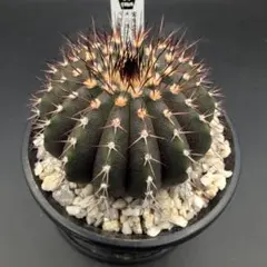 ペクチニフェラ錦 竜神台 002342df1206d8859ab646c80bd7e1