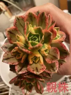 レア種❤️V錦❤️アエオニウム カット苗 多肉植物 - メルカリ