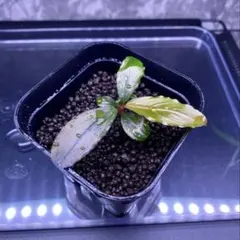 2026年最新】ブセファランドラ レッドの人気アイテム - メルカリ