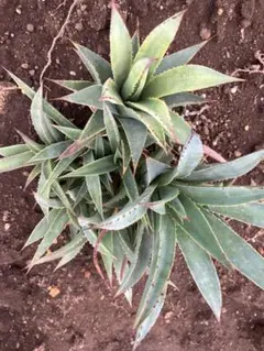 2026年最新】アガベ ブルーグローの人気アイテム - メルカリ
