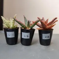 アロエ ハイブリッド 実生 3株セットのサムネイル