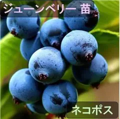 Mei♪次回発送は13日予定様 リクエスト 2点 まとめ商品