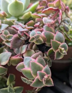 多肉植物　ペルシダ錦　抜き苗のサムネイル
