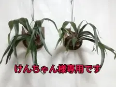 格好良くて育てやすい ビフルカッムcv.オールド 希少株原種 株分け品