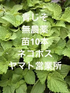 青紫蘇 大葉 無農薬 苗10本 ネコポス 匿名 追跡可 ヤマト営業所より