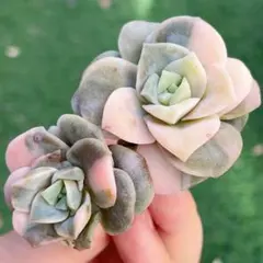 yukiyon様 リクエスト 4点 まとめ商品