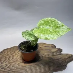 2026年最新】モンステラ レガシーの人気アイテム - メルカリ