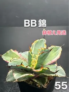 2026年最新】アガベ bb錦の人気アイテム - メルカリ