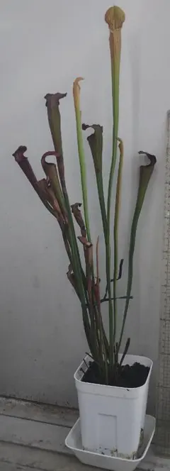 Nepenthes burkei x hamata ネペンテス 食虫植物 - メルカリ