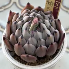 2026年最新】おらいさん苗 紫紺の矢の人気アイテム - メルカリ