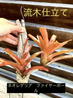 2025年最新】ブロメリア・エアープランツの人気アイテム - メルカリ