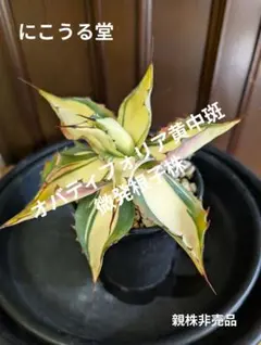 2025年最新】オバティフォリア 斑の人気アイテム - メルカリ