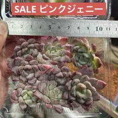 SALE！多肉植物♡エケベリア♡ピンクジェニー　カット苗