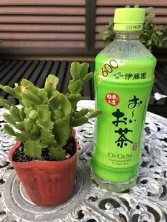 taru0915様 リクエスト 2点 まとめ商品