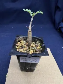 2026年最新】観葉植物の人気アイテム - メルカリ