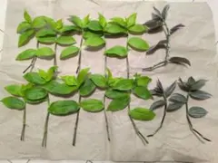 트래디셔널 쿤티아 그린 트래디셔널 스쿤티아 라벤더 컷 모종 세트