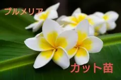 2026年最新】プルメリア苗木の人気アイテム - メルカリ