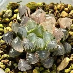 あ*認様 OB-1オブツーサ錦　超美株　ハオルチア　観葉植物　9