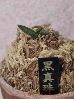 富貴蘭黒真珠のサムネイル