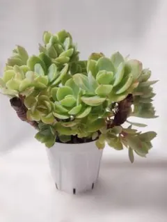 2026年最新】ピーチプリデの人気アイテム - メルカリ