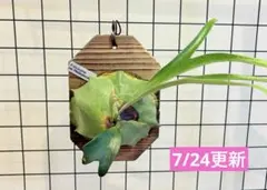 江戸主水様 リクエスト 2点 まとめ商品