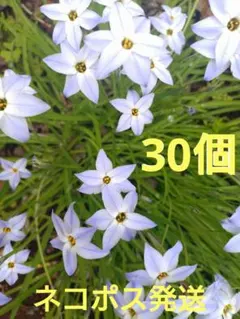 ハナニラ球根 薄紫色花付き 30個程度 ネコポス発送