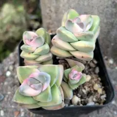 2026年最新】多肉植物錦の人気アイテム - メルカリ