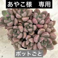 ピンクブライト　抜き苗　多肉植物　エケベリアのサムネイル