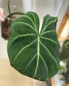 2025年最新】レアフィロデンドロンの人気アイテム - メルカリ