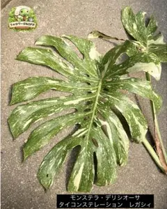 K*6様 斑入りモンステラホワイトタイガー葉付き茎7株おまとめ - メルカリ