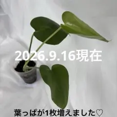 K*O様 MS425 5株セット モンステラ バルバソー フシギダネ 順化済み