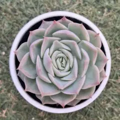 エケベリア実生苗 チワワエンシスyecora×サンタバーバラ【213】