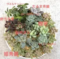 多肉植物　カット苗　抜き苗　寄せ植え　8品種　22苗