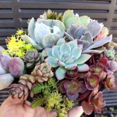 ちまちま寄せ植え　寄せ植えセット　カット苗　　多肉植物