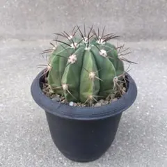 ☆サボテン　層雲　ギムノカリキウムのサムネイル